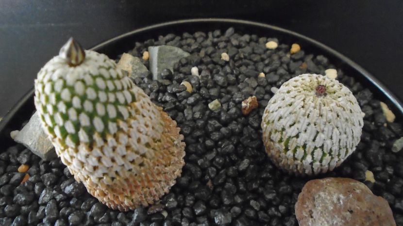  - Cactusi 2022 bis