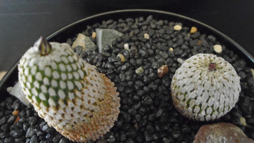  - Cactusi 2022 bis