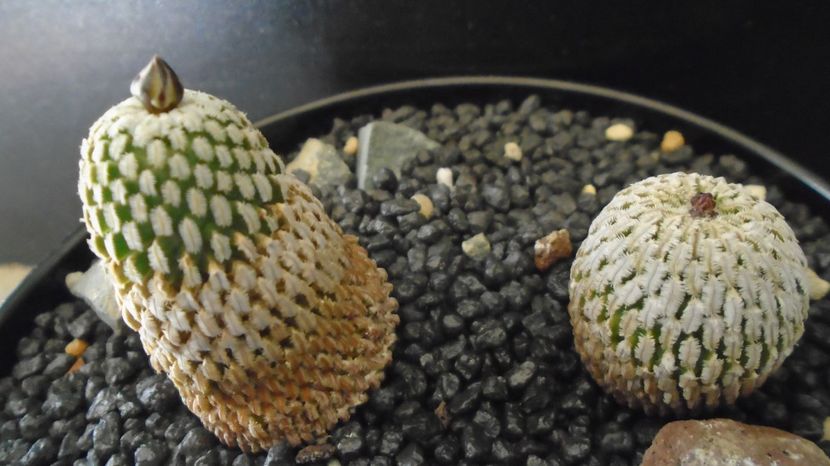  - Cactusi 2022 bis