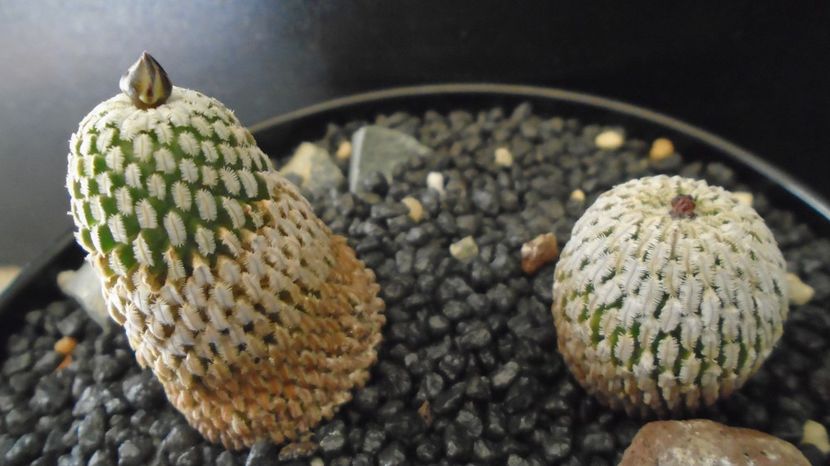  - Cactusi 2022 bis