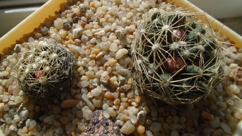  - Cactusi 2022 bis