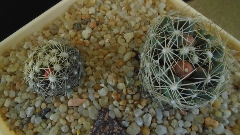  - Cactusi 2022 bis