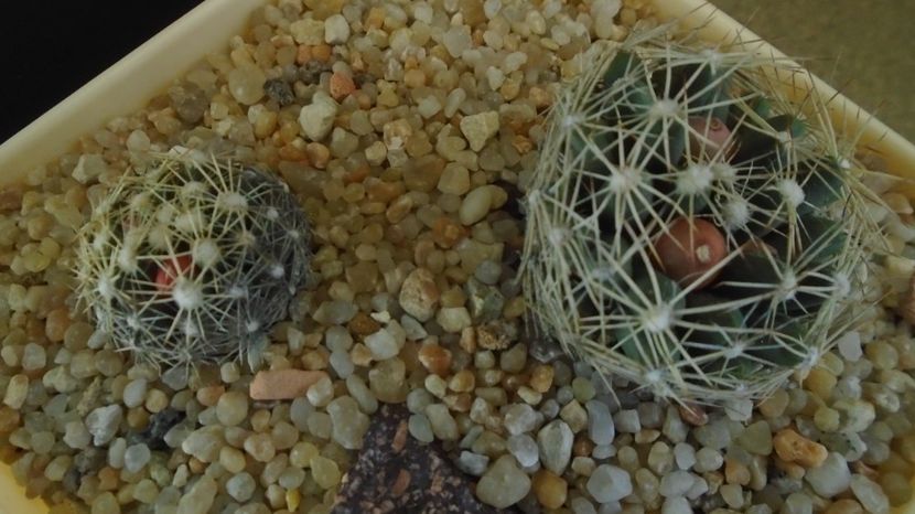  - Cactusi 2022 bis