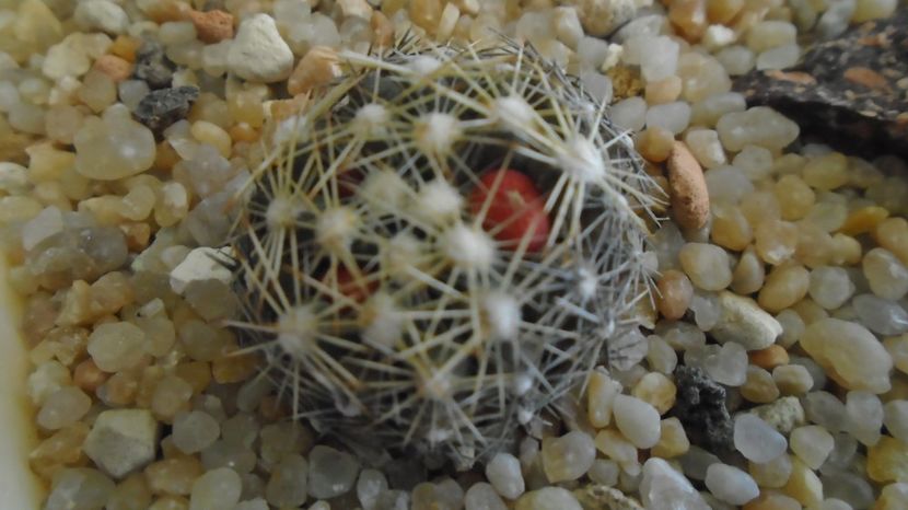  - Cactusi 2022 bis