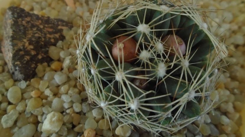  - Cactusi 2022 bis