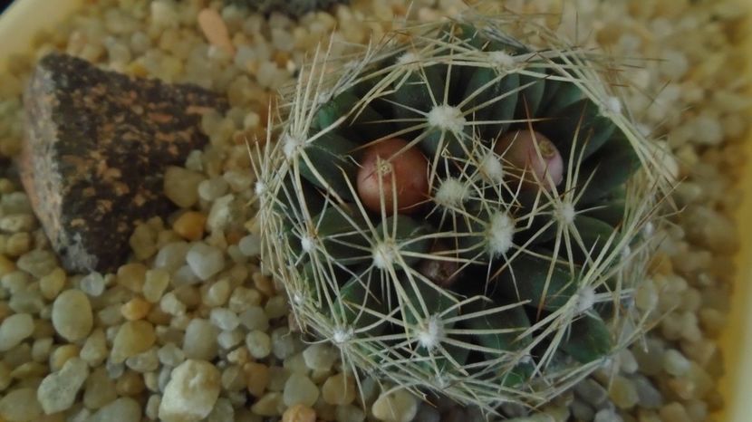  - Cactusi 2022 bis