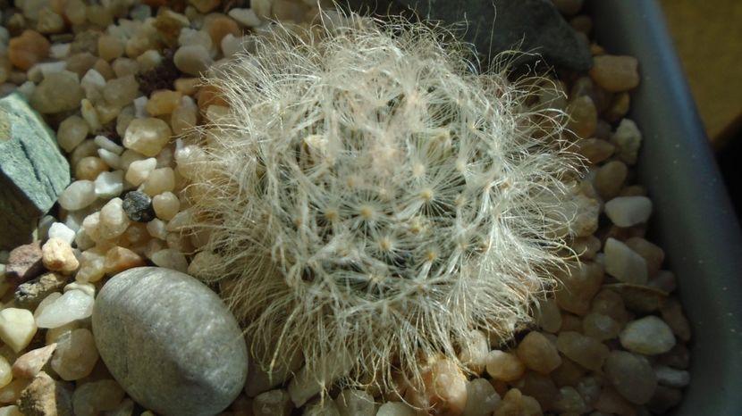  - Cactusi 2022 bis
