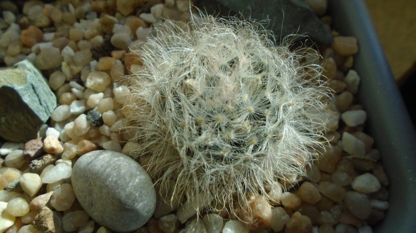  - Cactusi 2022 bis