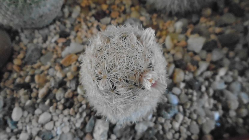  - Cactusi 2022 bis