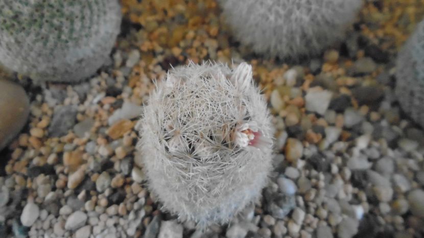  - Cactusi 2022 bis