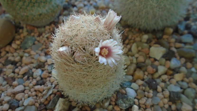  - Cactusi 2022 bis