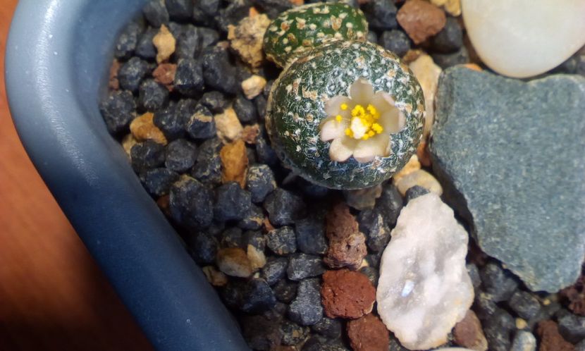  - Cactusi 2022 bis