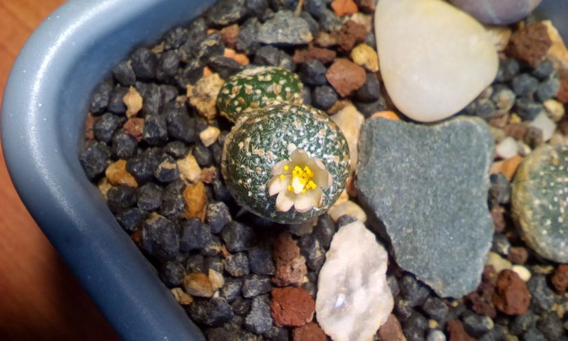  - Cactusi 2022 bis