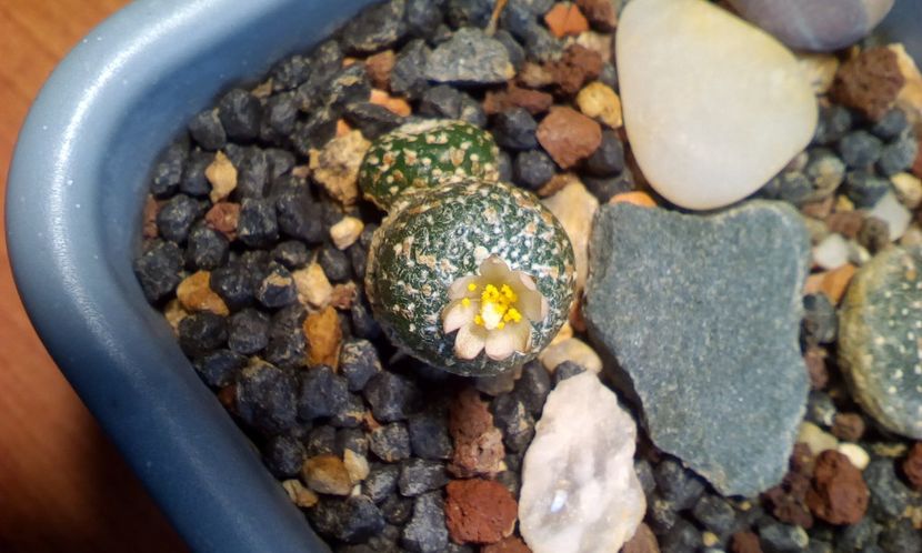  - Cactusi 2022 bis
