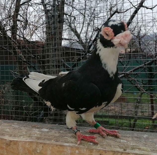 M 2020 - Carunculați 2023