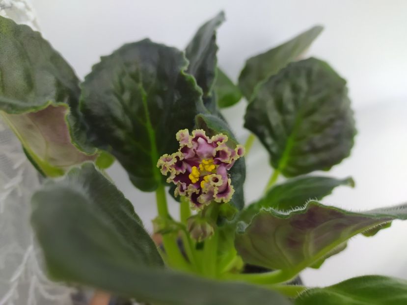 24 februarie 2023 - KO Petushok Zolotoj Grebeshok