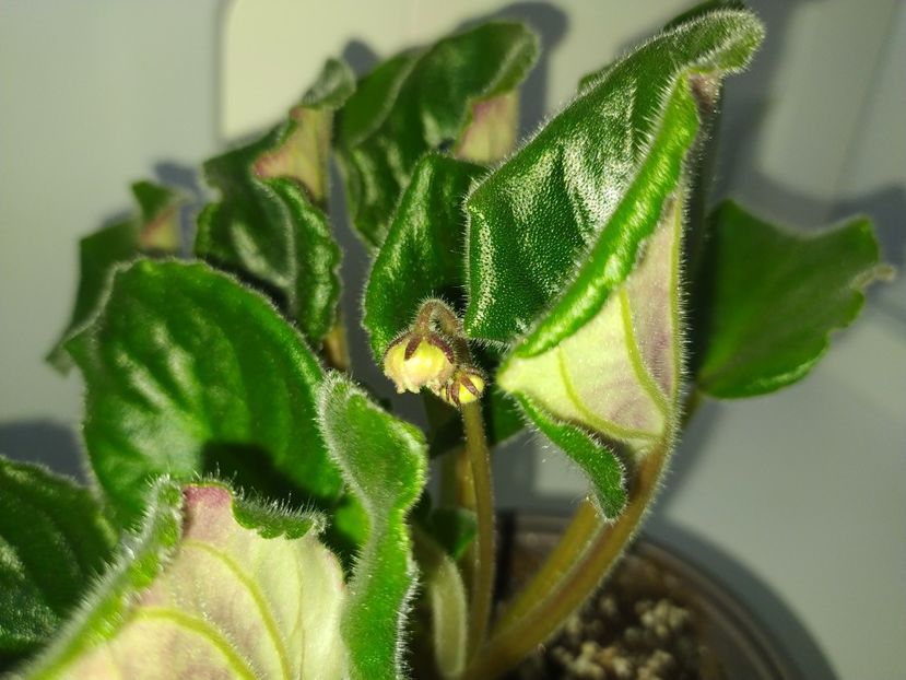 24 februarie 2023 - SM Marlezonskij Balet