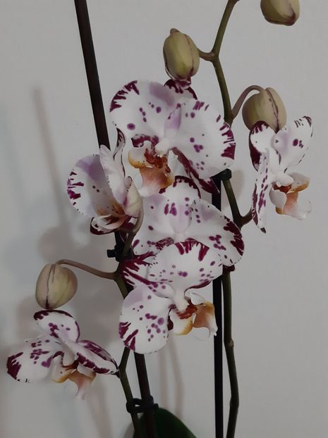 sa fie magic art? - orhidee