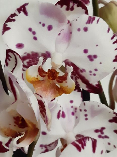 achiziție azi de la dedeman - orhidee