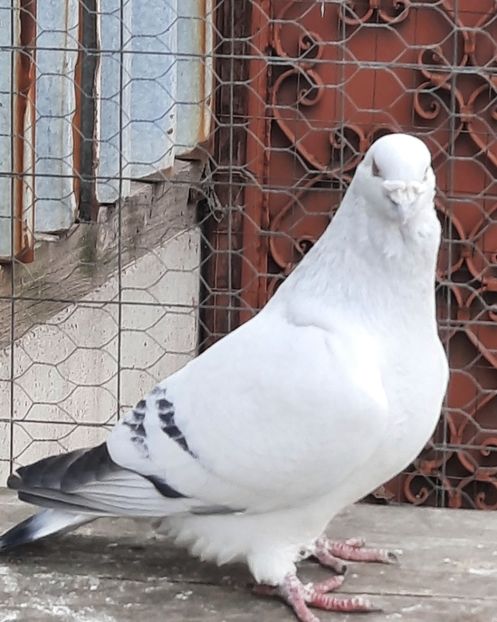  - MATCĂ 2023