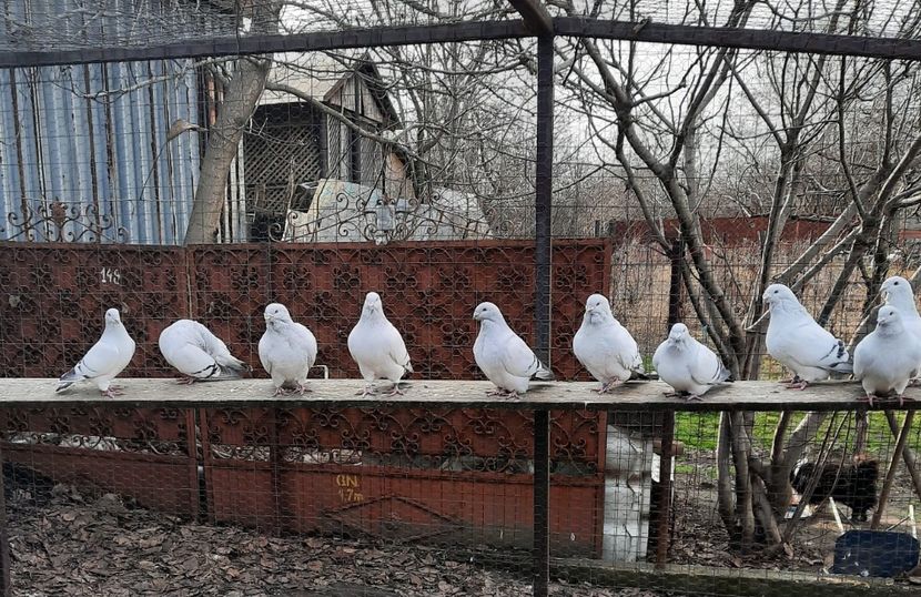  - MATCĂ 2023