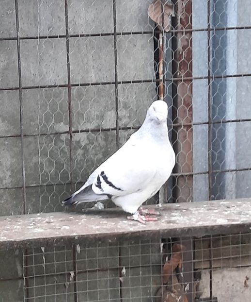  - MATCĂ 2023