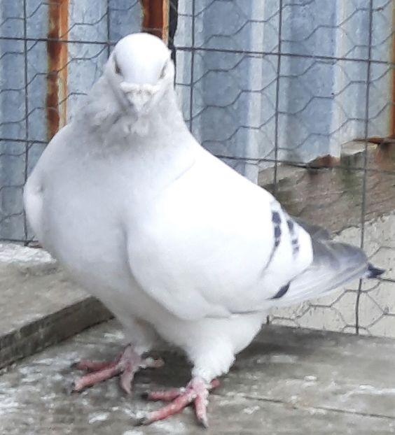  - MATCĂ 2023