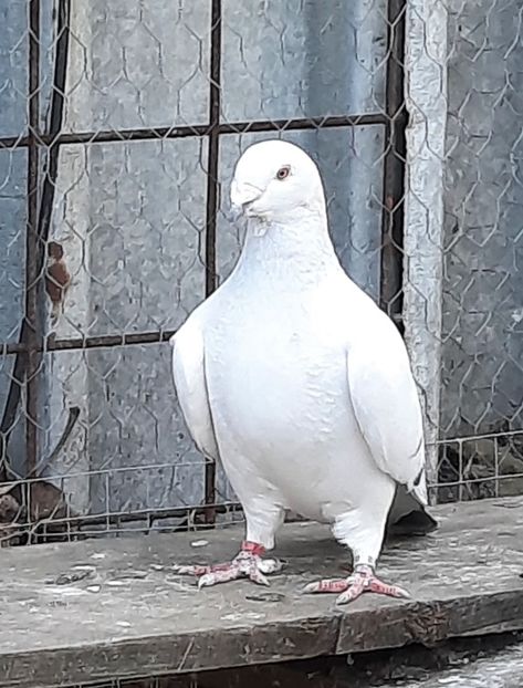  - MATCĂ 2023
