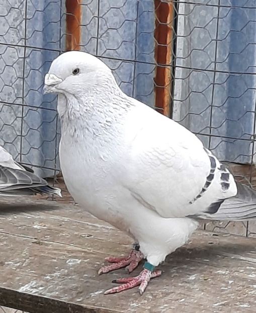  - MATCĂ 2023