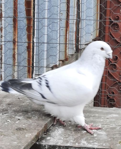  - MATCĂ 2023