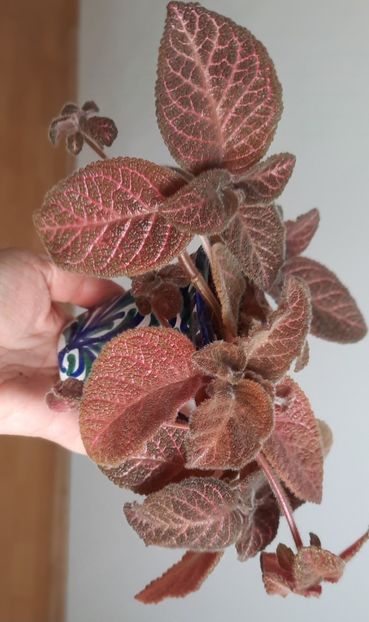  - Episcia 2023