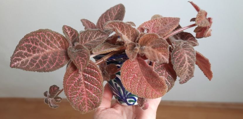  - Episcia 2023