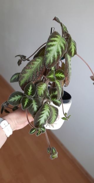  - Episcia 2023