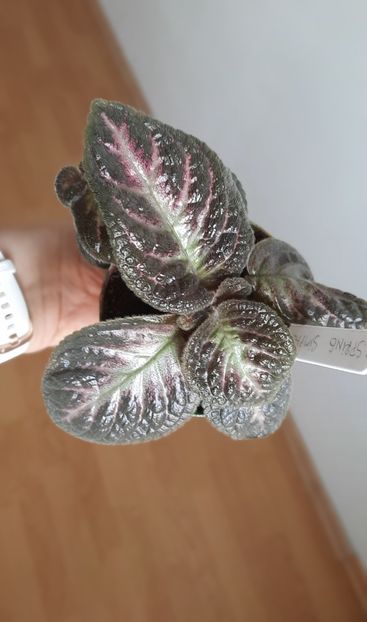  - Episcia 2023