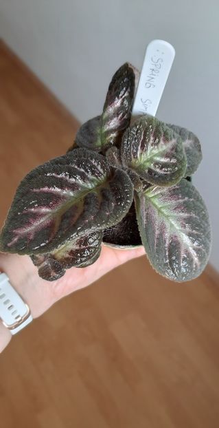  - Episcia 2023