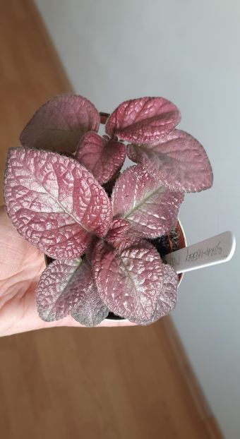  - Episcia 2023