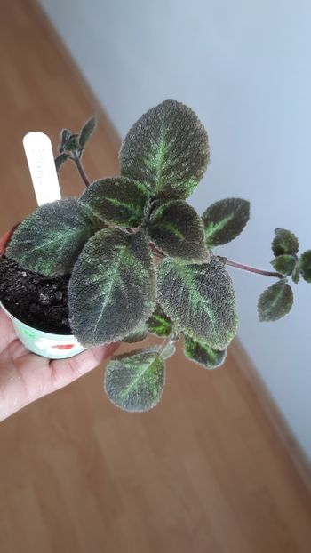  - Episcia 2023