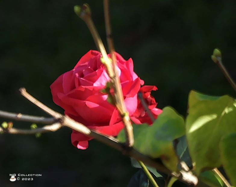 w-23-Rose - FLORI - FLOWERS