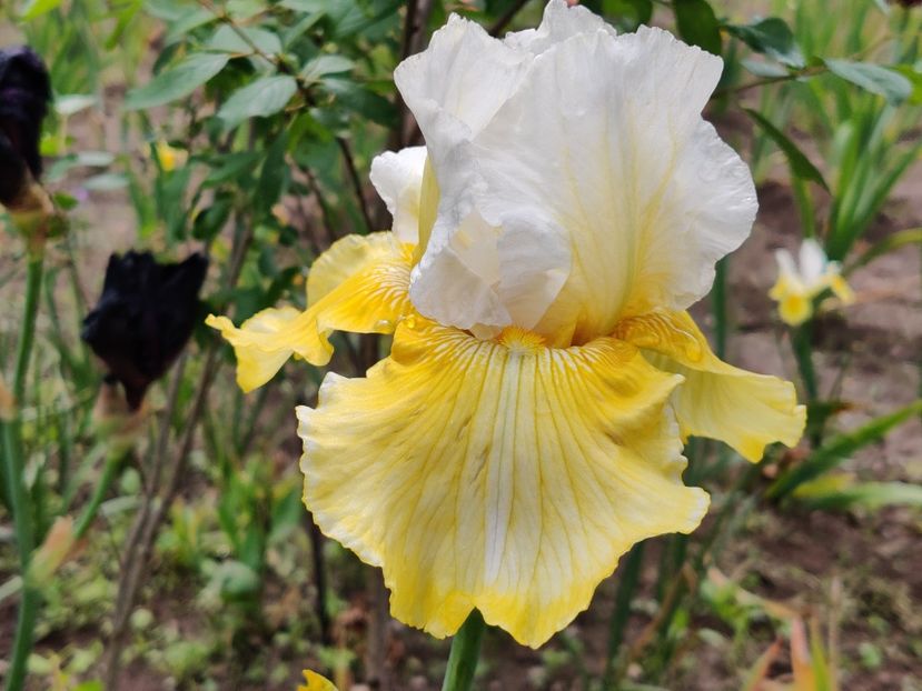 Melted butter - Ma - Ru