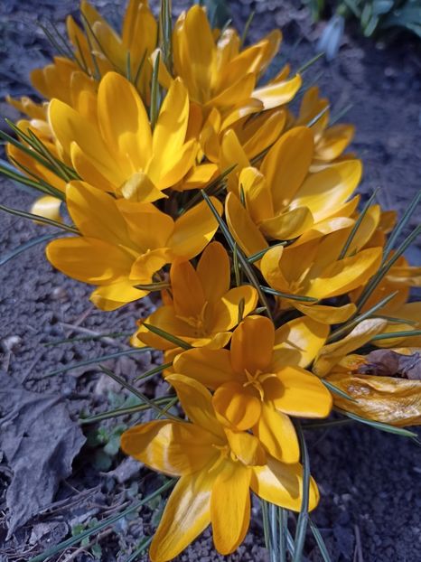 25.02 - gradina 2023