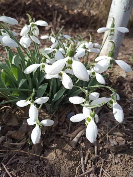 25.02 - gradina 2023