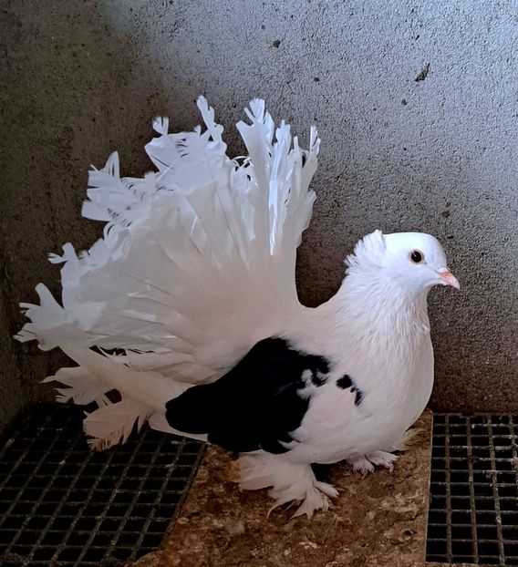  - Voltati indieni matca 2023