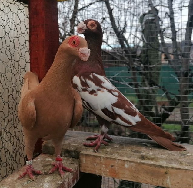 FM 2021 M nr 1 - Carunculați 2023