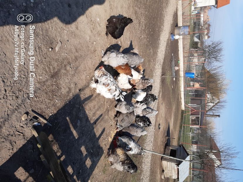  - gaini motate barboase si golase 2023