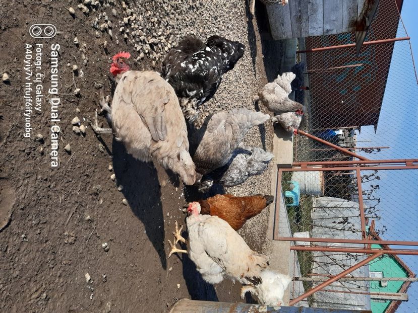  - gaini motate barboase si golase 2023