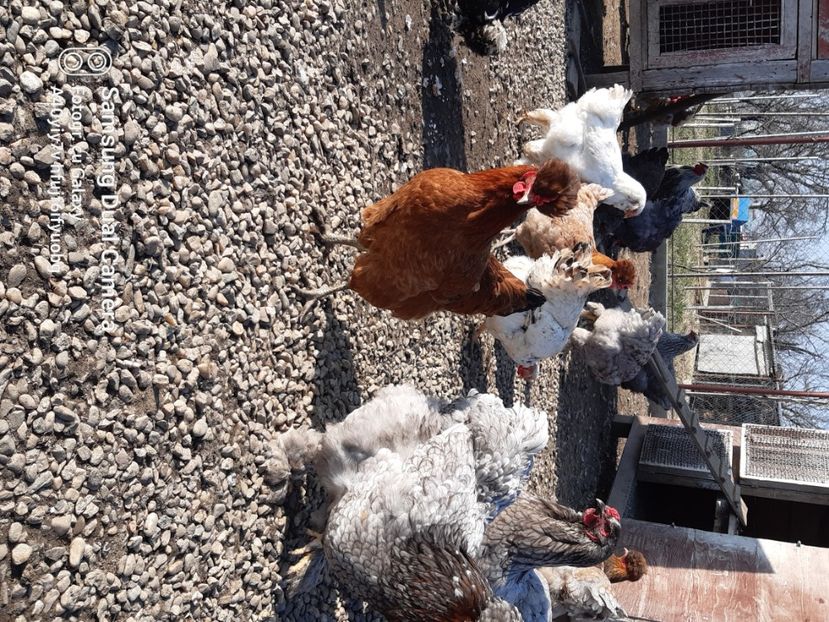  - gaini motate barboase si golase 2023