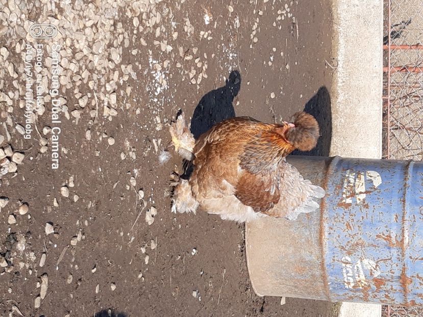  - gaini motate barboase si golase 2023