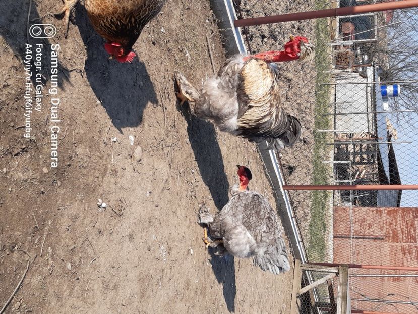  - gaini motate barboase si golase 2023