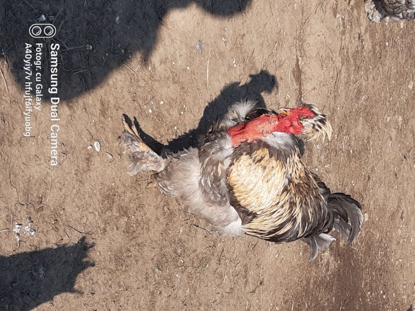  - gaini motate barboase si golase 2023