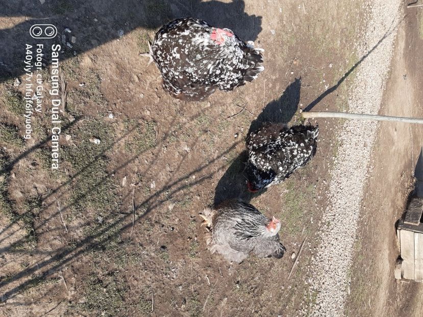  - gaini motate barboase si golase 2023